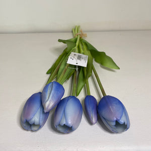 Tulipani Azzurri