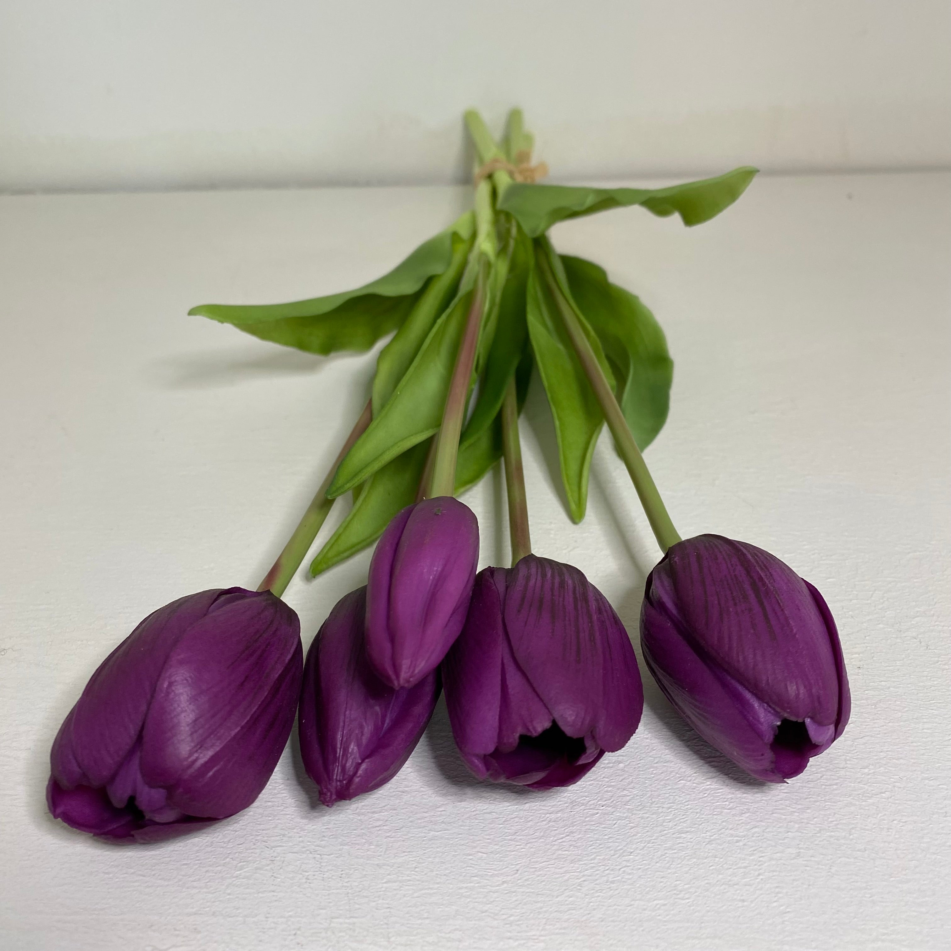 Tulipani Viola